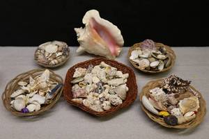 CollectibleSea Shells