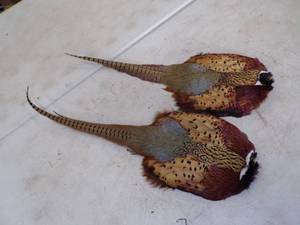 lot 67 image: 2 Phesant Tail Mounts