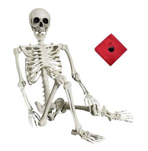 lot 153 image: New 5.4ft  Halloween Skeleton - Life Size Skeleton Full Body Realistic Human Bones with Posable Joints Prop Decoration $45.99 Retail B
