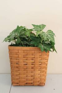 lot 259 image: Longaberger Basket with Ivy Plant Insert