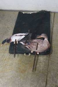 lot 362 image: 12 Field Silhouette Duck Decoys
