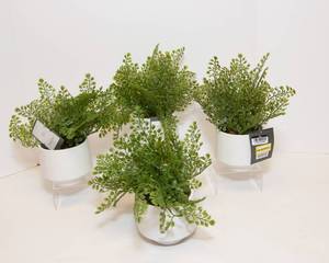 lot 86 image: Set of Four Faux Ferns