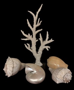 lot 151 image: Shells and Coral