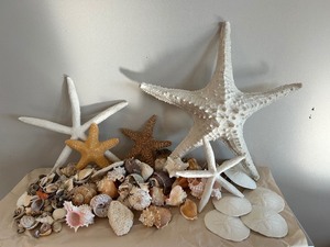 lot 208 image: Outstanding Collection of Seashells, Sand Dollars and Starfish