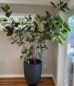lot 23 image: Stunning Large Real Ficus in Black Vase on Rollers