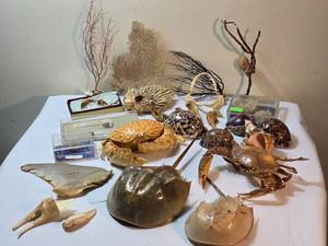 lot 340 image: Amazing Aquatic Fossil Collection
