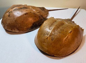 lot 339 image: Awesome Dried Horseshoe Crab Molts