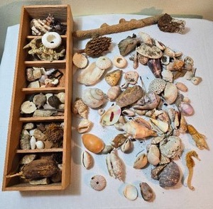 lot 338 image: Seashell Aquatic Fossil Collection