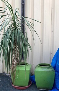 lot 189 image: Pair of Very Nice Quality Large Heavy Green Ceramic Planters - One wTree