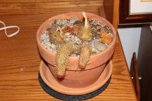 lot 190 image: Live Cactus in Terracotta Pot with Saucer