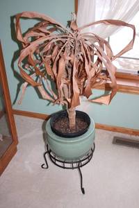 lot 273 image: Large Indoor Faux Palm Tree with Stand