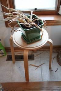lot 534 image: Round Wooden Plant Stand with Green Ceramic Planter