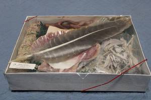 lot 228 image: Native American-Inspired Smudging Kit with Feather, Sage, and Shell