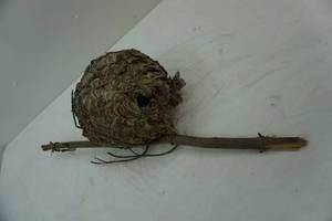 lot 71 image: wasp hive on a stick. 10 diameter