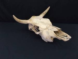 Large Bone Cow Skull