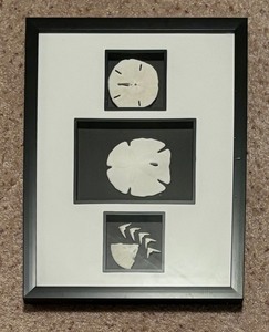 lot 42 image: Shadow Box Style Shell Decor