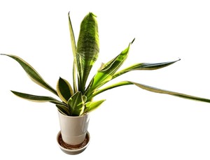 lot 243 image: Beautiful Real Snake Plant in White Planter
