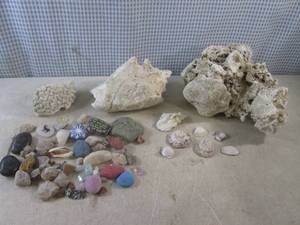 lot 12 image: (A-1) Assorted Intersting Shells an...