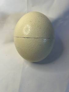 Decorative Ostrich with Assortment of Eggs