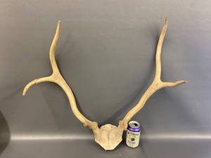 lot 3B image: Large Mounted Deer Antlers (6 point)