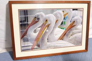 lot 241 image: Framed Print of Four White Pelicans