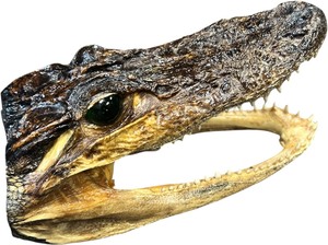 lot 151 image: VINTAGE SMALL 7 ALLIGATOR TAXIDERMY HEAD