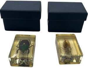 lot 290 image: TAXIDERMY INSECTS, LOT OF 2