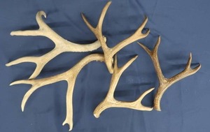 lot A3 image: SHED ANTLERS