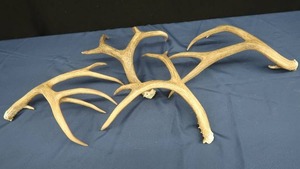 lot A4 image: MULE DEER ANTLERS