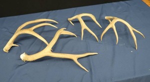 lot A5 image: MULE DEER ANTLERS