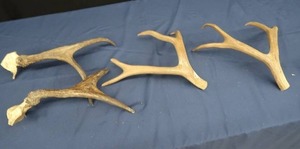 lot A6 image: MULE DEER ANTLERS