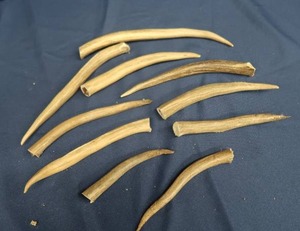 lot A7 image: SPIKE BUCK ANTLERS