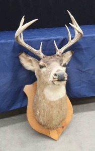lot A10 image: WHITE-TAIL DEER SHOULDERHEAD MOUNT