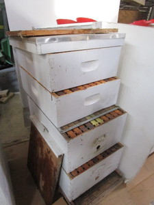 Complete Starter Hive