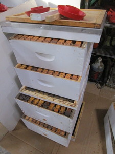 Starter Hive - No Base