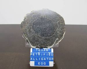 lot 13 image: Petrified Alligator Egg