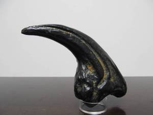 lot 14 image: Very Cool Museum Replica Lifesize Torvosaurus Dinosaur Claw