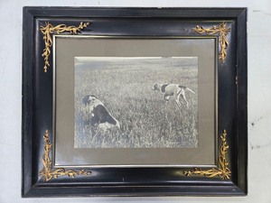 lot 109 image: Framed Large Antique Photograph of Hunting Dogs