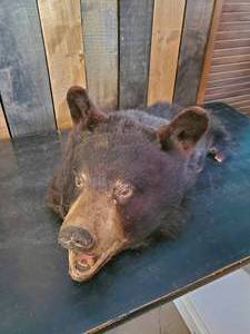lot 69 image: Awesome Real Bear Head Wall Mount... Fantastic Man Cave Piece