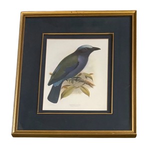 lot 186 image: Temmincks Rotter Bird Print by J.G. Keuleman