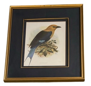 lot 293 image: Blue Bellied Roller Bird Print by J.G. Keulemans