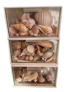 lot 117 image: Three Storage Bins Full of a Variety of Seashells
