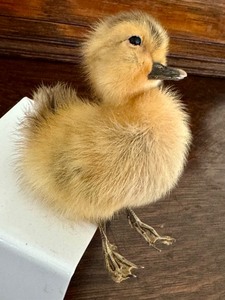 lot 25 image: Vintage Taxidermy Duckling