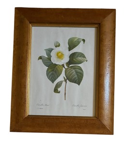 lot 439 image: Camellia Japonica Botanical Print by Pierre Joseph Redoute