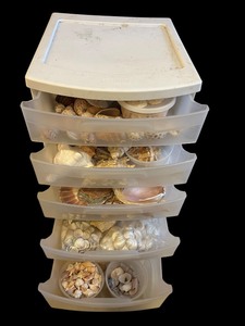 lot 543 image: Large Collection of Crafting Seashells and Plastic Storage Container