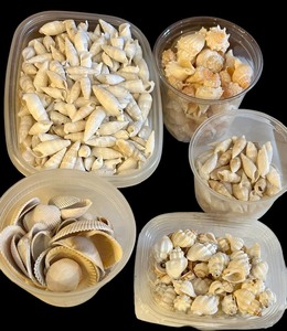 lot 398 image: Large Variety of Seashells in Three Drawer Plastic Storage Cabinet