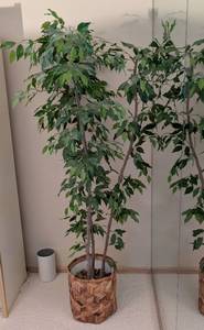 lot 18 image: Potted Faux Ficus Tree