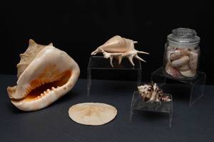 lot 54 image: Collection of Shells