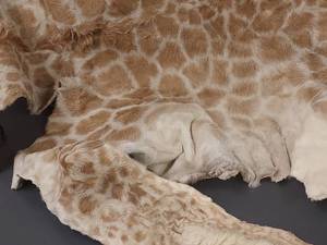 lot 12W image: Genuine Giraffe Hide