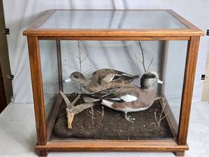 lot 155 image: Glass Display Case with Two Taxidermy Ducks